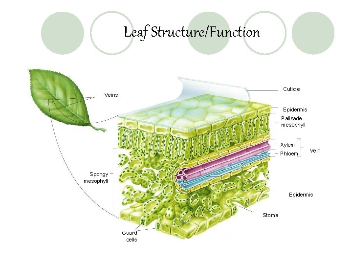 Leaf Structure/Function Cuticle Veins Epidermis Palisade mesophyll Xylem Phloem Vein Spongy mesophyll Epidermis Stoma