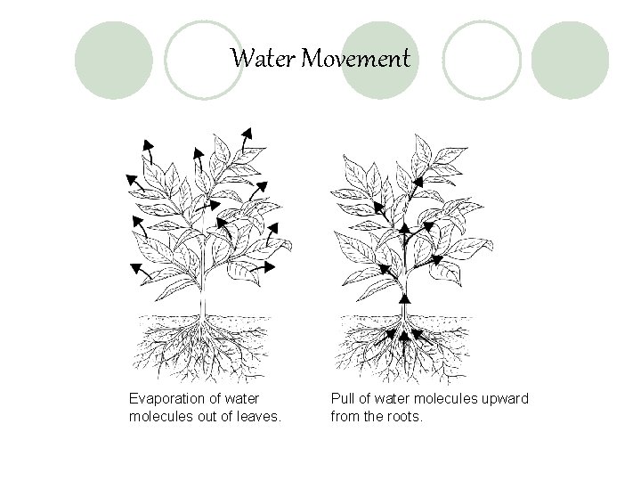 Water Movement Evaporation of water molecules out of leaves. Pull of water molecules upward