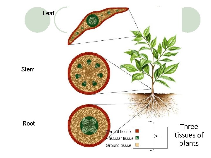 Leaf Stem Root Dermal tissue Vascular tissue Ground tissue Three tissues of plants 