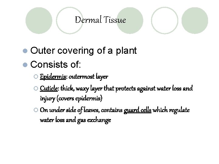 Dermal Tissue l Outer covering of a plant l Consists of: ¡ Epidermis: outermost