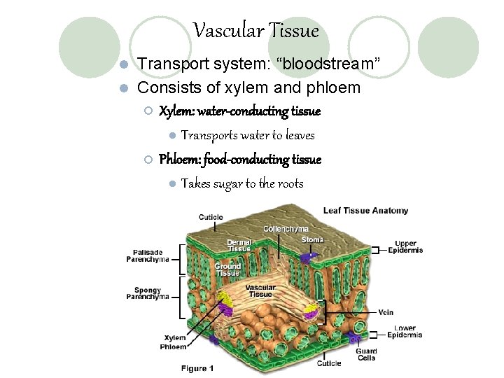 Vascular Tissue Transport system: “bloodstream” l Consists of xylem and phloem ¡ Xylem: water-conducting