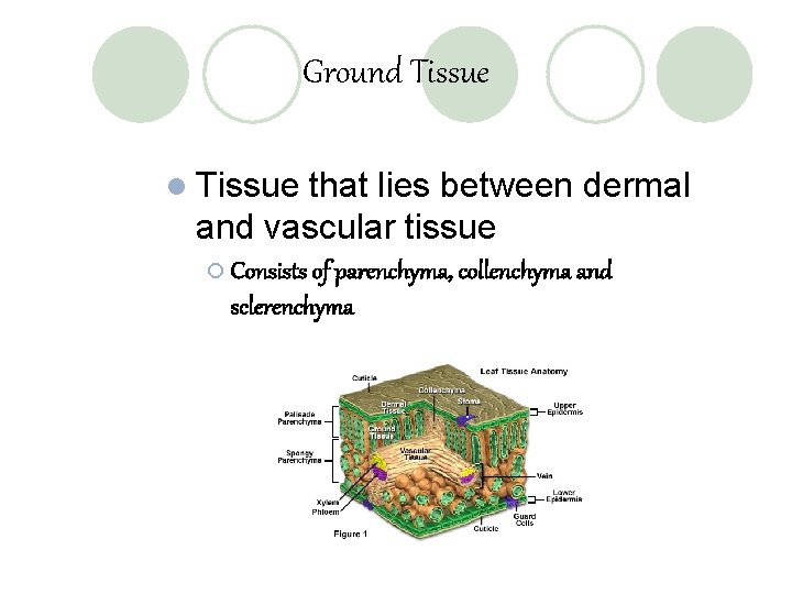 Ground Tissue l Tissue that lies between dermal and vascular tissue ¡ Consists of