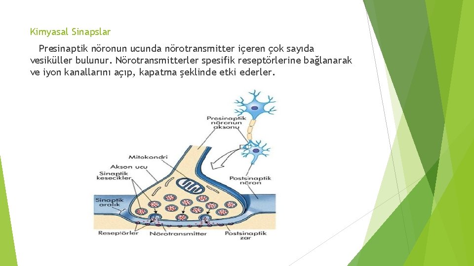 Kimyasal Sinapslar Presinaptik nöronun ucunda nörotransmitter içeren çok sayıda vesiküller bulunur. Nörotransmitterler spesifik reseptörlerine