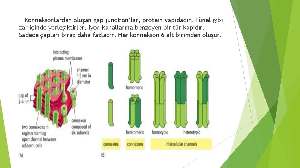 Konneksonlardan oluşan gap junction’lar, protein yapıdadır. Tünel gibi zar içinde yerleşiktirler, iyon kanallarına benzeyen