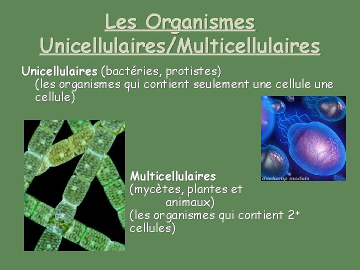 Les Organismes Unicellulaires/Multicellulaires Unicellulaires (bactéries, protistes) (les organismes qui contient seulement une cellule) Multicellulaires