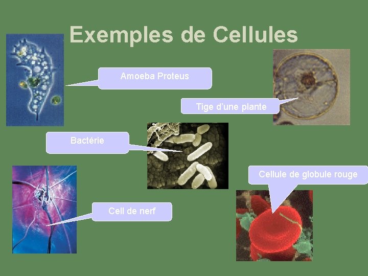 Exemples de Cellules Amoeba Proteus Tige d’une plante Bactérie Cellule de globule rouge Cell