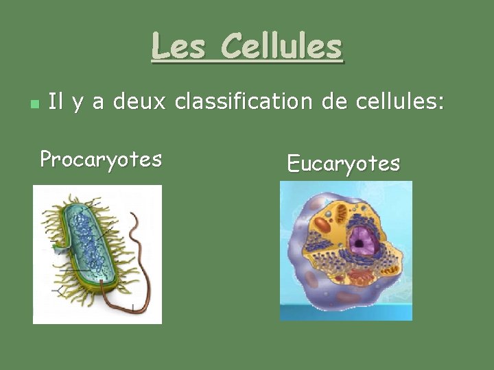 Les Cellules n Il y a deux classification de cellules: Procaryotes Eucaryotes 