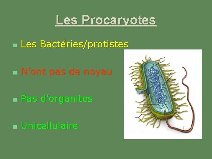 Les Procaryotes n Les Bactéries/protistes n N’ont pas de noyau n Pas d’organites n