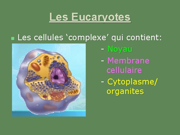 Les Eucaryotes n Les cellules ‘complexe’ qui contient: - Noyau - Membrane cellulaire -