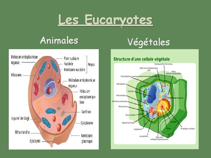 Les Eucaryotes Animales Végétales 