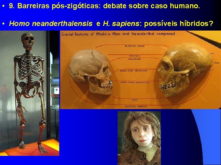  • 9. Barreiras pós-zigóticas: debate sobre caso humano. • Homo neanderthalensis e H.