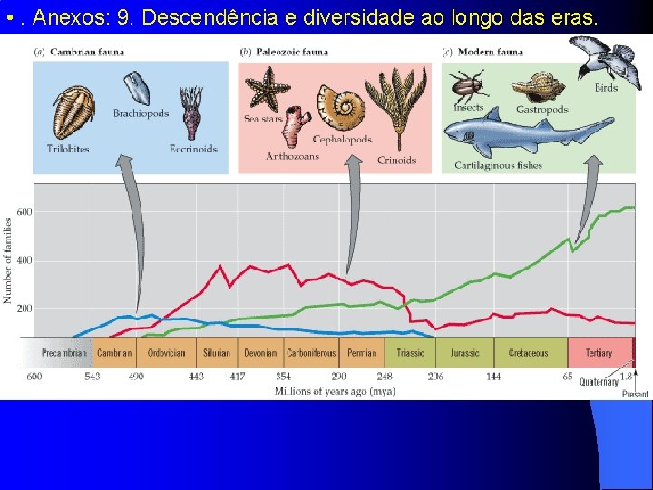  • . Anexos: 9. Descendência e diversidade ao longo das eras. 