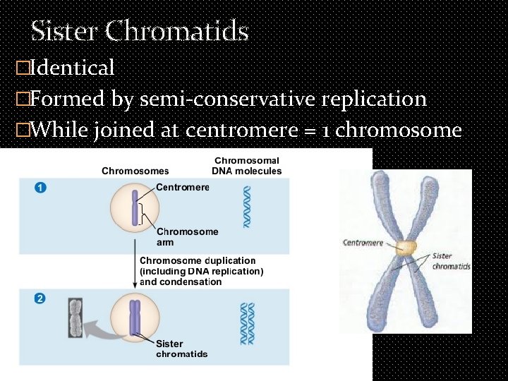 Sister Chromatids �Identical �Formed by semi-conservative replication �While joined at centromere = 1 chromosome