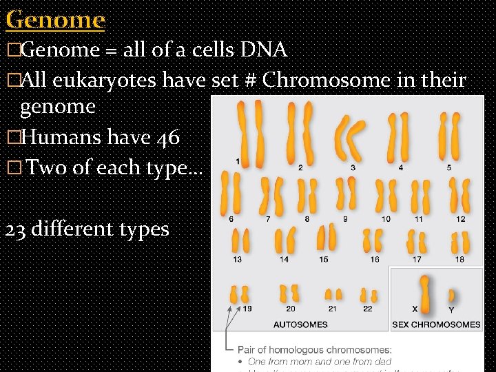 Genome �Genome = all of a cells DNA �All eukaryotes have set # Chromosome