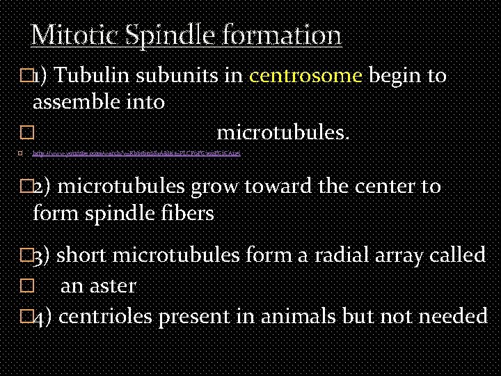 Mitotic Spindle formation � 1) Tubulin subunits in centrosome begin to assemble into �