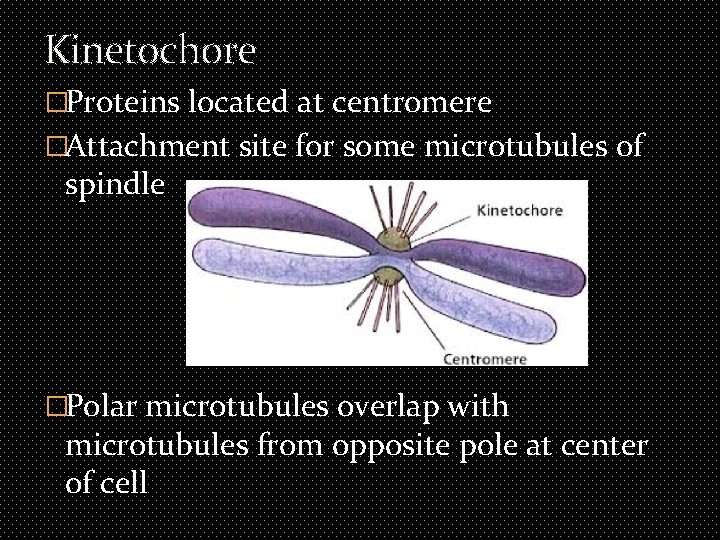 Kinetochore �Proteins located at centromere �Attachment site for some microtubules of spindle �Polar microtubules