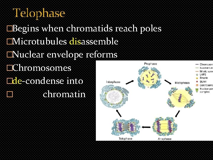 Telophase �Begins when chromatids reach poles �Microtubules disassemble �Nuclear envelope reforms �Chromosomes �de-condense into