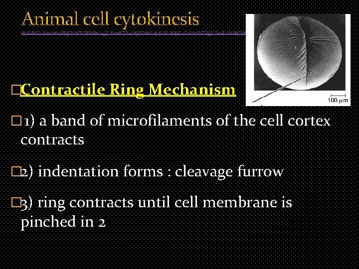 Animal cell cytokinesis http: //cc. scu. edu. cn/G 2 S/Template/View. aspx? course. Type=1&course. Id=17&top.