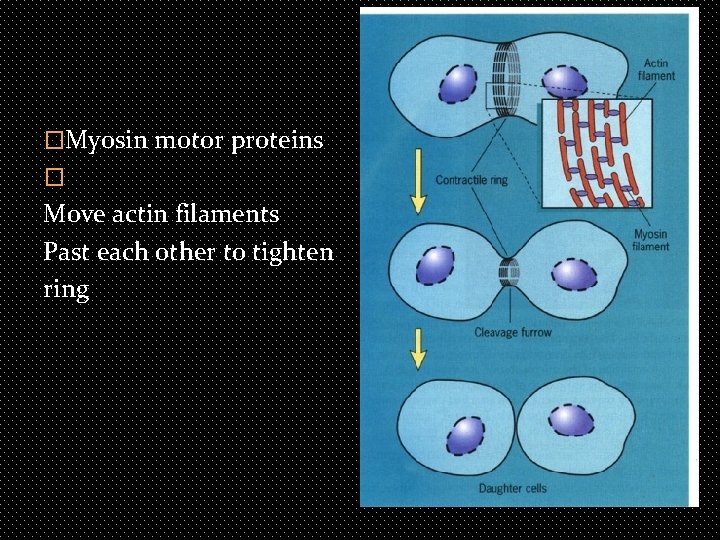 �Myosin motor proteins � Move actin filaments Past each other to tighten ring 