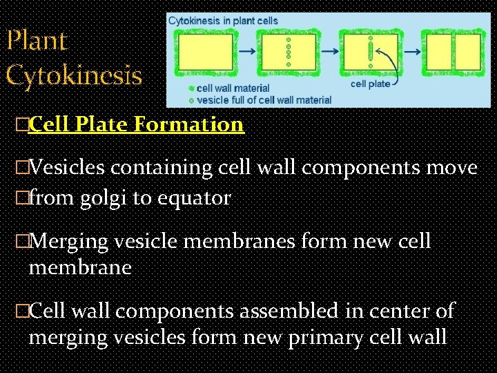 Plant Cytokinesis �Cell Plate Formation �Vesicles containing cell wall components move �from golgi to