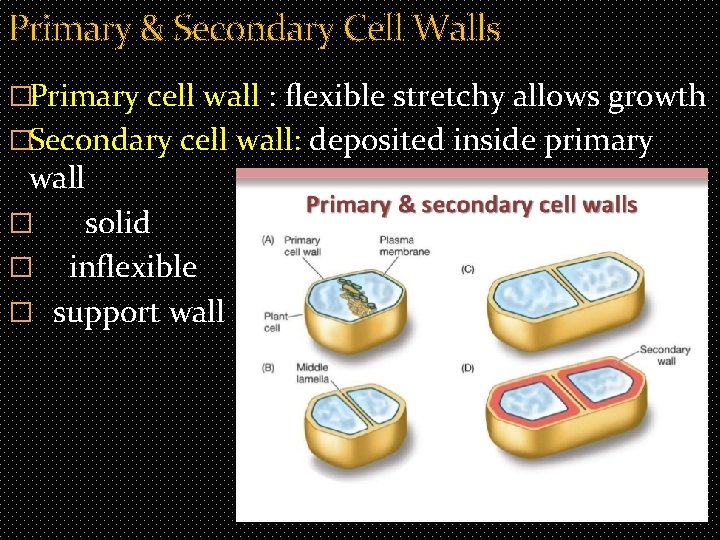 Primary & Secondary Cell Walls �Primary cell wall : flexible stretchy allows growth �Secondary