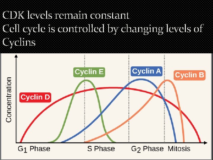 CDK levels remain constant Cell cycle is controlled by changing levels of Cyclins 