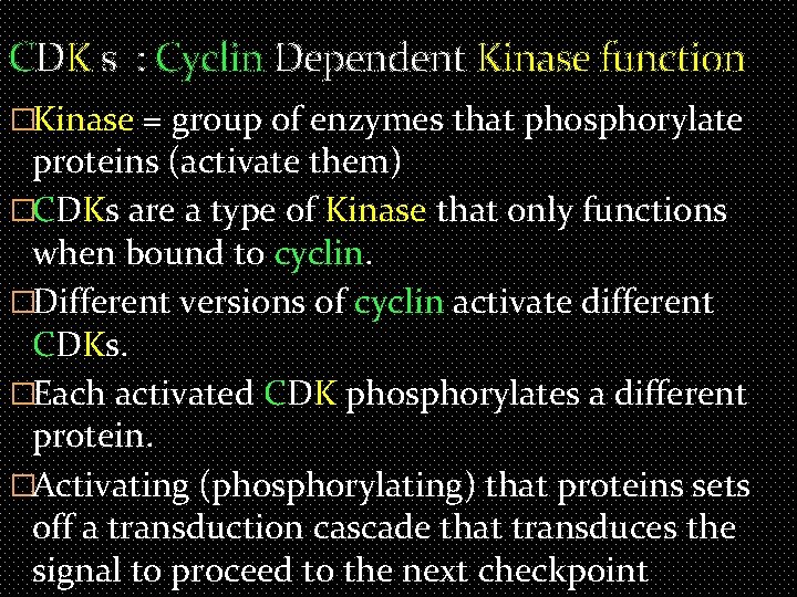 CDK s : Cyclin Dependent Kinase function �Kinase = group of enzymes that phosphorylate