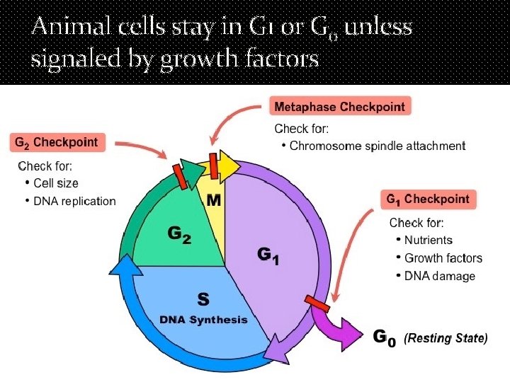 Animal cells stay in G 1 or G 0 unless signaled by growth factors