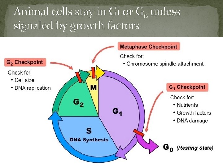 Animal cells stay in G 1 or G 0 unless signaled by growth factors