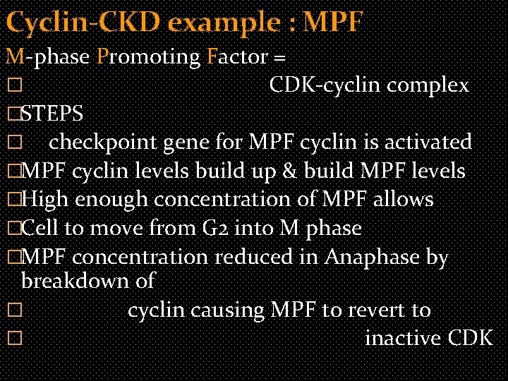 Cyclin-CKD example : MPF M-phase Promoting Factor = � CDK-cyclin complex �STEPS � checkpoint