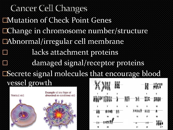 Cancer Cell Changes �Mutation of Check Point Genes �Change in chromosome number/structure �Abnormal/irregular cell