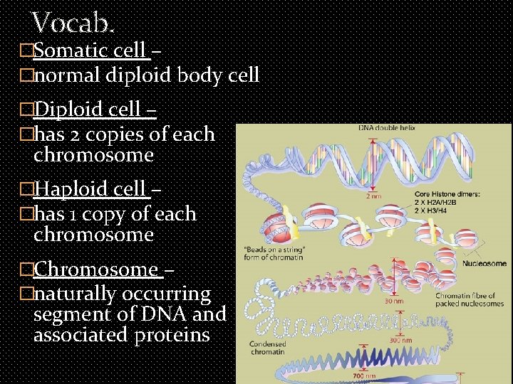 Vocab. �Somatic cell – �normal diploid body cell �Diploid cell – �has 2 copies