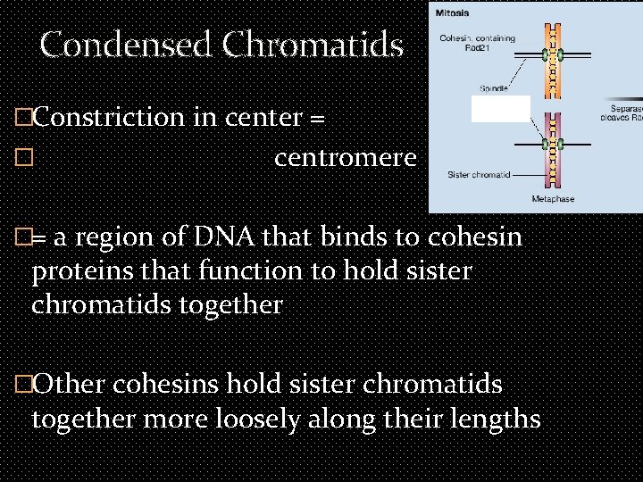 Condensed Chromatids �Constriction in center = � centromere �= a region of DNA that