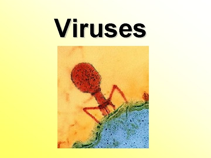 Viruses Viruses