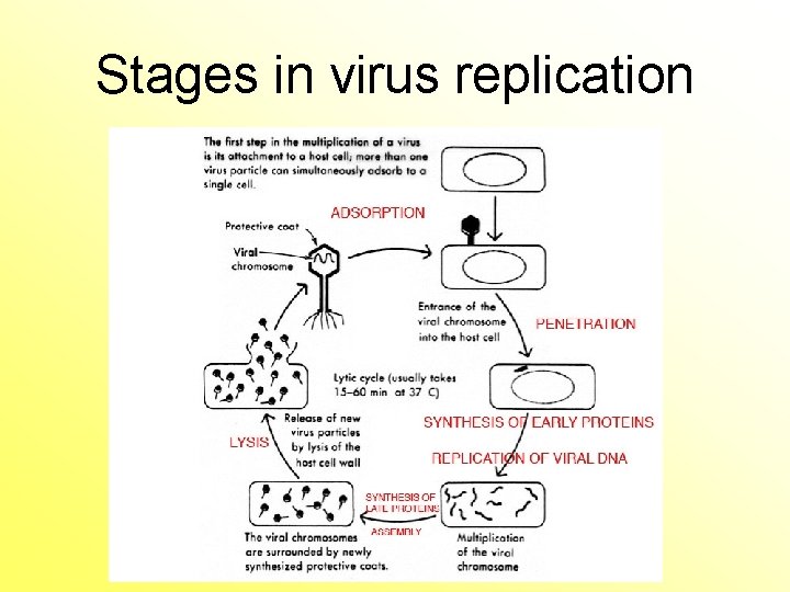 Stages in virus replication 