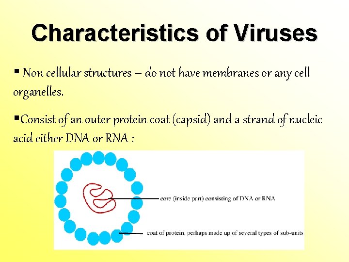 Characteristics of Viruses § Non cellular structures – do not have membranes or any