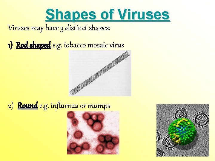 Shapes of Viruses may have 3 distinct shapes: 1) Rod shaped e. g. tobacco Shapes of Viruses may have 3 distinct shapes: 1) Rod shaped e. g. tobacco