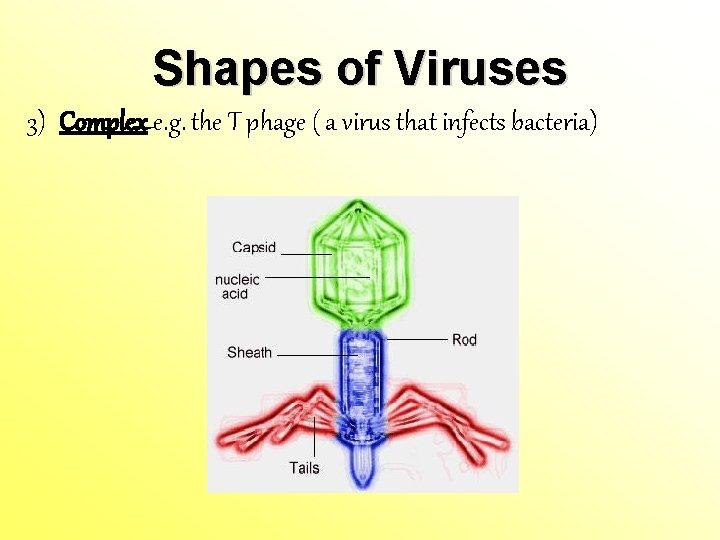 Shapes of Viruses 3) Complex e. g. the T phage ( a virus that Shapes of Viruses 3) Complex e. g. the T phage ( a virus that