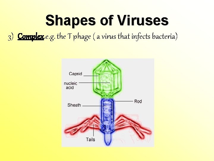 Shapes of Viruses 3) Complex e. g. the T phage ( a virus that