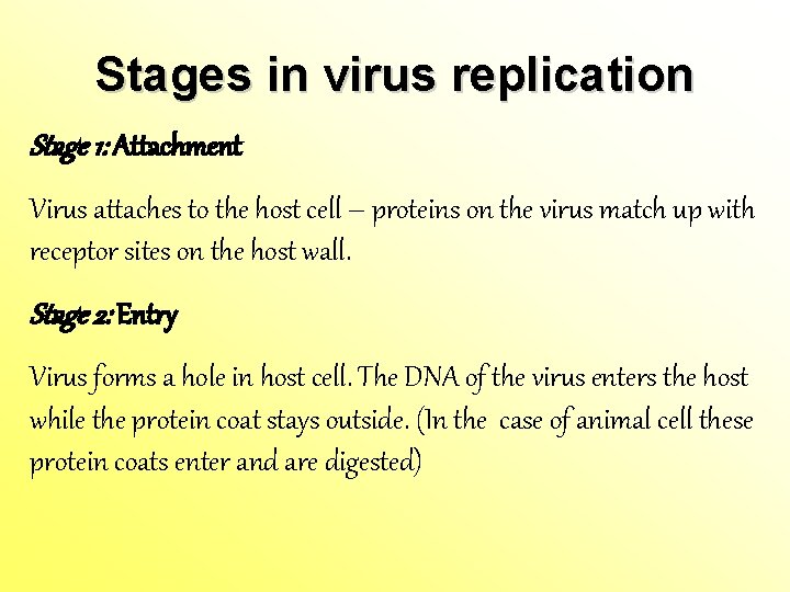 Stages in virus replication Stage 1: Attachment Virus attaches to the host cell –