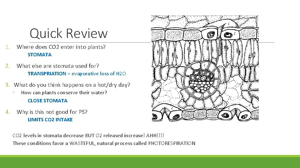 Quick Review 1. Where does CO 2 enter into plants? STOMATA 2. What else Quick Review 1. Where does CO 2 enter into plants? STOMATA 2. What else