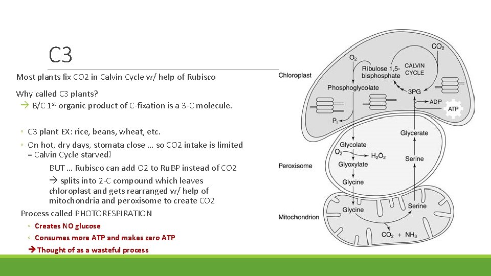 C 3 Most plants fix CO 2 in Calvin Cycle w/ help of Rubisco C 3 Most plants fix CO 2 in Calvin Cycle w/ help of Rubisco