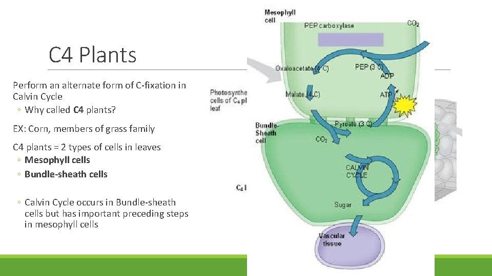 C 4 Plants Perform an alternate form of C-fixation in Calvin Cycle ◦ Why C 4 Plants Perform an alternate form of C-fixation in Calvin Cycle ◦ Why