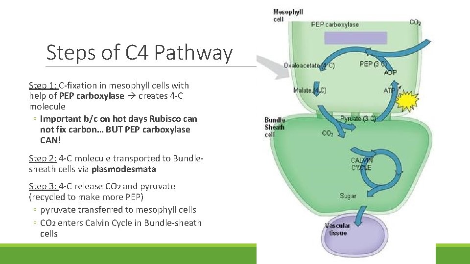 Steps of C 4 Pathway Step 1: C-fixation in mesophyll cells with help of Steps of C 4 Pathway Step 1: C-fixation in mesophyll cells with help of