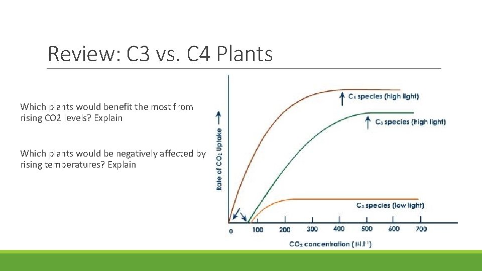 Review: C 3 vs. C 4 Plants Which plants would benefit the most from Review: C 3 vs. C 4 Plants Which plants would benefit the most from