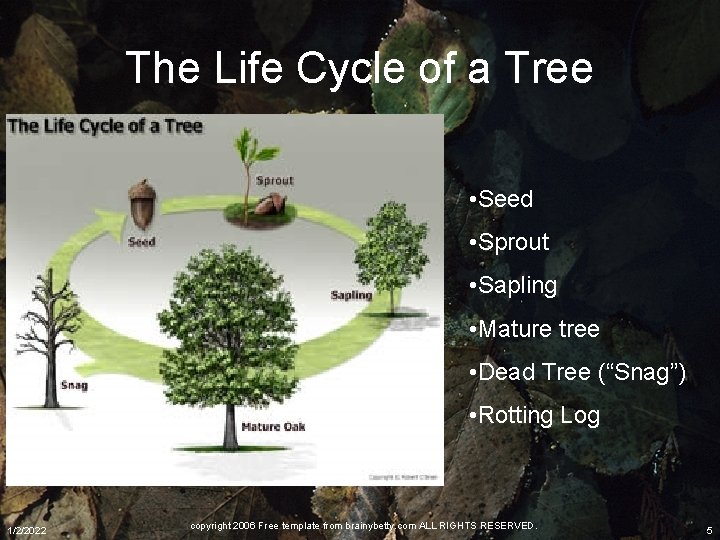 The Life Cycle of a Tree • Seed • Sprout • Sapling • Mature