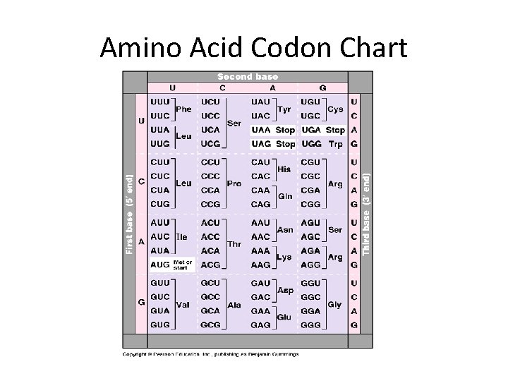 Codon Ch DNA vs RNA Central Dogma of Biology The