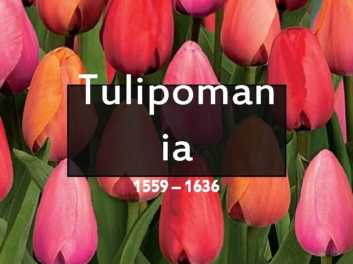 Tulipoman ia 1559 – 1636 