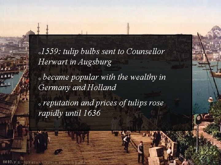 1559: tulip bulbs sent to Counsellor Herwart in Augsburg o became popular with the