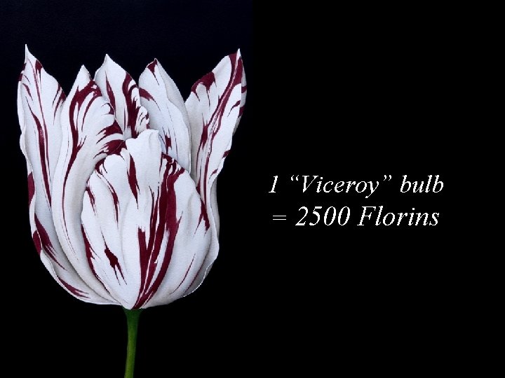 1 “Viceroy” bulb = 2500 Florins 